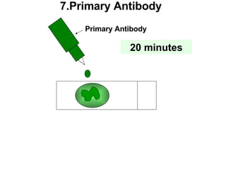Primary Antibody 7.Primary Antibody 20 minutes 
