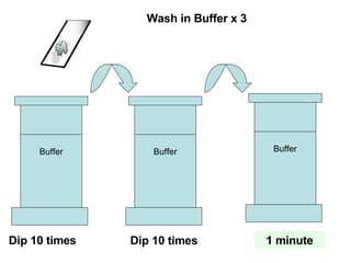 Buffer Buffer Buffer Wash in Buffer x 3 Dip 10 times Dip 10 times 1 minute 