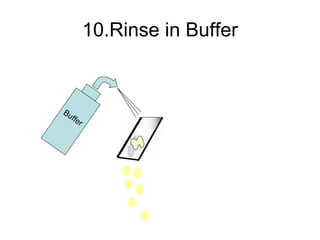 10.Rinse in Buffer Buffer 
