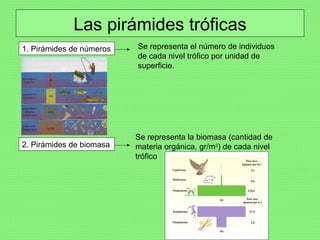 Las pirámides tróficas 1. Pirámides de números Se representa el número de individuos de cada nivel trófico por unidad de superficie. 2. Pirámides de biomasa Se representa la biomasa (cantidad de materia orgánica, gr/m 2 ) de cada nivel trófico 