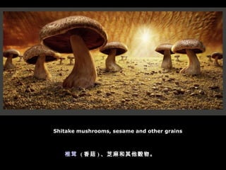 Shitake mushrooms, sesame and other grains ׵   ( 㹽 ) ֥Y 