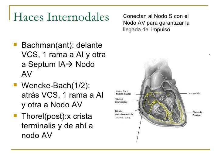 TeoríA Del Dipolo Y ConduccióN EléCtrica Del CorazóN
