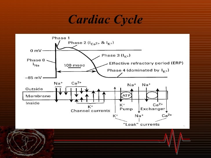 The Cardiac Cycle7