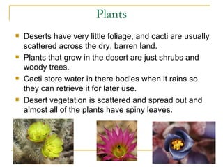 Plants Deserts have very little foliage, and cacti are usually scattered across the dry, barren land.  Plants that grow in the desert are just shrubs and woody trees.  Cacti store water in there bodies when it rains so they can retrieve it for later use.  Desert vegetation is scattered and spread out and almost all of the plants have spiny leaves.  