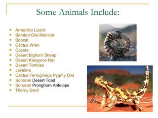 Some Animals Include:  Armadillo Lizard   Banded Gila Monster   Bobcat   Cactus Wren   Coyote   Desert Bighorn Sheep   Desert Kangaroo Rat   Desert Tortoise   Javelina   Cactus Ferruginous Pygmy Owl   Sonoran  Desert Toad   Sonoran  Pronghorn Antelope   Thorny Devil   