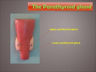 Upper parathyroid gland Lower parathyroid gland 