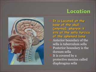 <ul><li>It is Located at the base of the skull (interna), wherein it sits at the sella turcica of the sphenoid bone </li><...