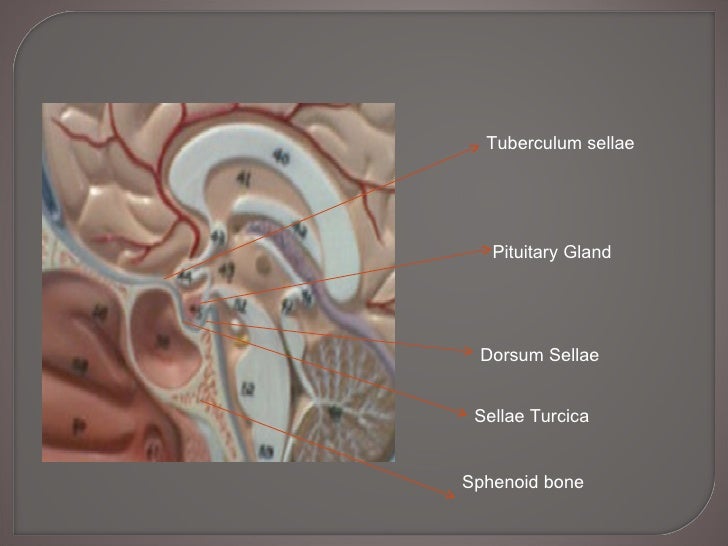 The Endocrine System