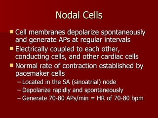 Nodal Cells Cell membranes depolarize spontaneously and generate APs at regular intervals Electrically coupled to each other, conducting cells, and other cardiac cells Normal rate of contraction established by pacemaker cells Located in the SA (sinoatrial) node Depolarize rapidly and spontaneously Generate 70-80 APs/min = HR of 70-80 bpm 