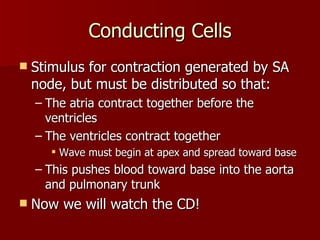 Conducting Cells Stimulus for contraction generated by SA node, but must be distributed so that: The atria contract together before the ventricles The ventricles contract together  Wave must begin at apex and spread toward base This pushes blood toward base into the aorta and pulmonary trunk Now we will watch the CD! 