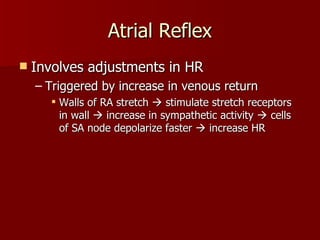Atrial Reflex Involves adjustments in HR Triggered by increase in venous return Walls of RA stretch    stimulate stretch receptors in wall    increase in sympathetic activity    cells of SA node depolarize faster    increase HR 