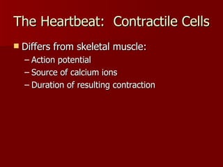 The Heartbeat:  Contractile Cells Differs from skeletal muscle: Action potential Source of calcium ions Duration of resulting contraction 