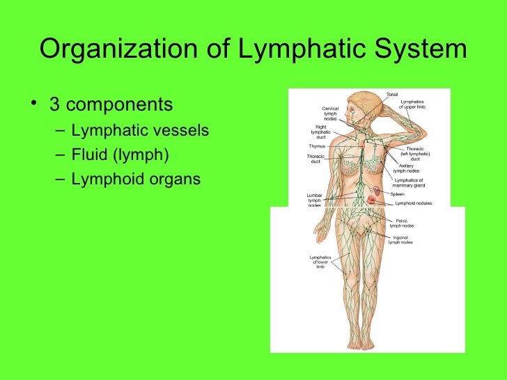 The Lymphatic System And Immunity1