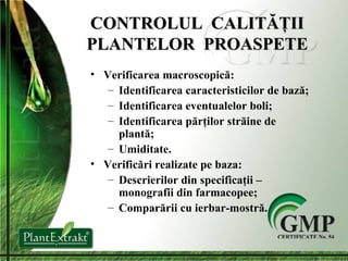 CONTROLUL  CALITĂŢII PLANTELOR  PROASPETE Verificarea macroscopică: Identificarea caracteristicilor de bază; Identificarea eventualelor boli; Identificarea părţilor străine de plantă; Umiditate. Verificări realizate pe baza: Descrierilor din specificaţii – monografii din farmacopee; Comparării cu ierbar-mostră. 