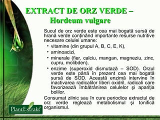 EXTRACT DE ORZ VERDE –  Hordeum vulgare Sucul de orz verde este cea mai bogată sursă de hrană verde conţinând importante resurse nutritive necesare celulei umane: vitamine (din grupul  A, B,  C, E, K),  aminoacizi,  minerale (fier, calciu, mangan, magneziu, zinc, cupru, molibden),  enzime (superoxid dismutază – SOD). Orzul verde este până în prezent cea mai bogată sursă de SOD. Această enzimă intervine în inactivarea radicalilor liberi oxidril, radicali care favorizează îmbătrânirea celulelor şi apariţia bolilor. Consumat zilnic sau în cure periodice extractul de orz verde reglează metabolismul şi tonifică organismul. 