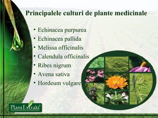 Principalele culturi de plante medicinale Echinacea purpurea Echinacea pallida Melissa officinalis Calendula officinalis Ribes nigrum Avena sativa Hordeum vulgare 