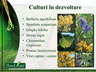 Culturi în dezvoltare Berberis aquifolium Spartium scoparium Gingko biloba Morus nigra Chionanthus virginicus Prunus laurocerasus Vitex agnus - castus 