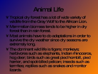 Animal Life  Tropical dry forest has a lot of wide variety of wildlife from the Gray Wolf to the African Lion. Mammalian biomass tends to be higher in dry forest than in rain forest. Most animals have to do adaptations in order to survive the dry weather since dry seasons are extremely long. The dominant wild life is tigers; monkeys; herbivores such as elephants, Indian rhinoceros, hog deer; birds such as great pied hornbill, pied harrier, and spot-billed pelican; insects such as termites; reptiles such as snakes and monitor lizards. 