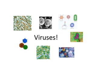 Viruses! 