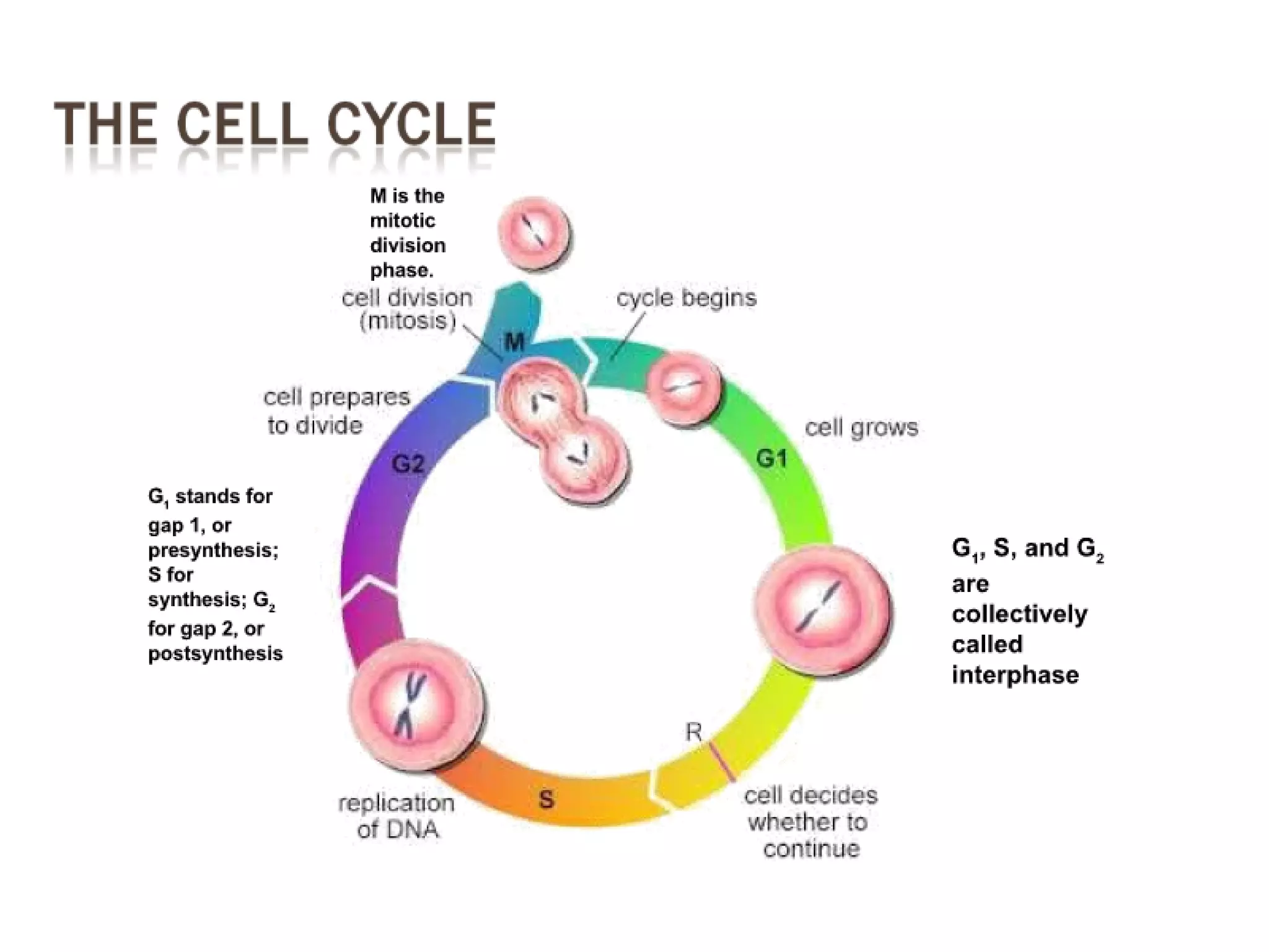 Cancer Biology