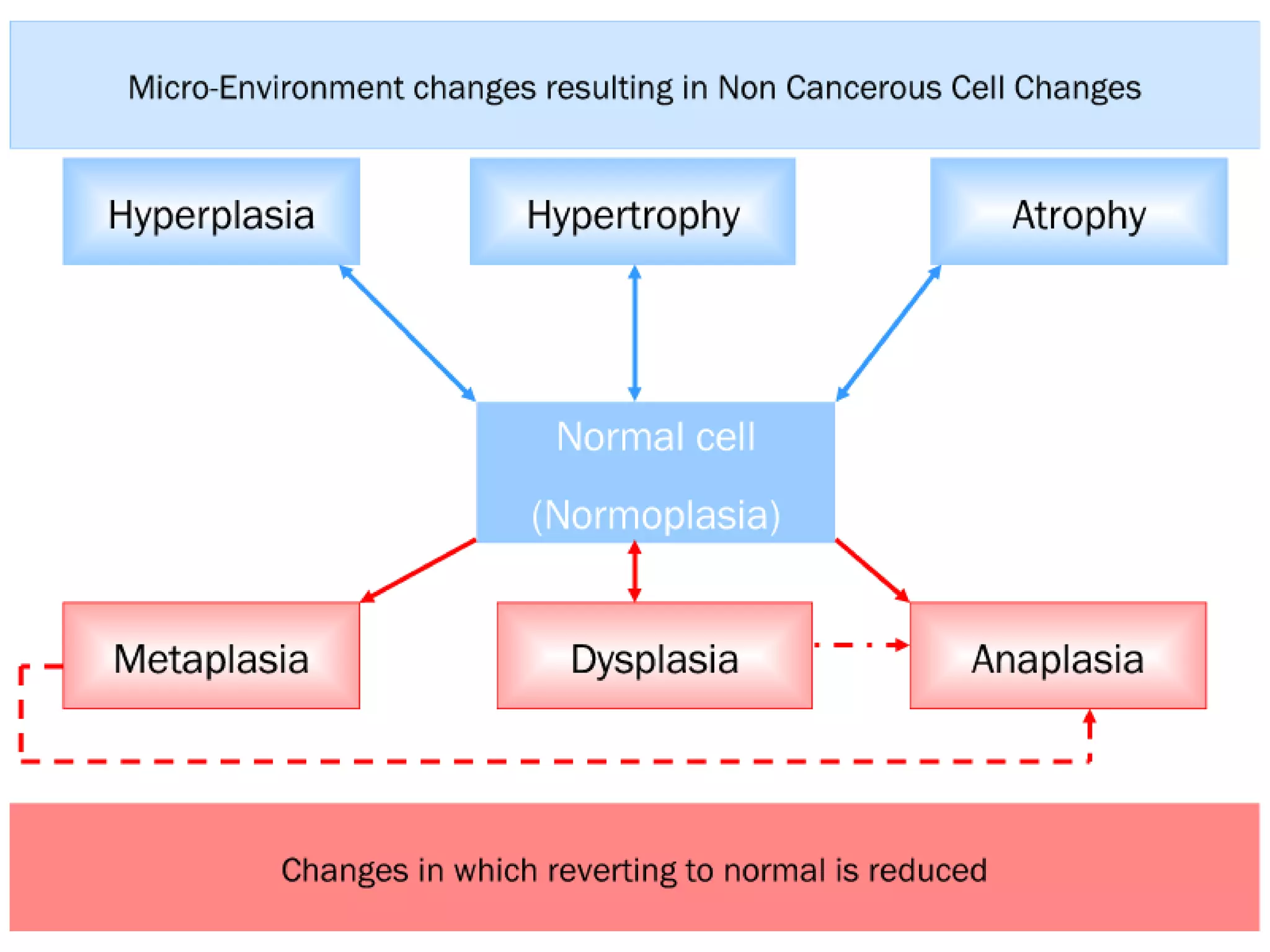 Cancer Biology