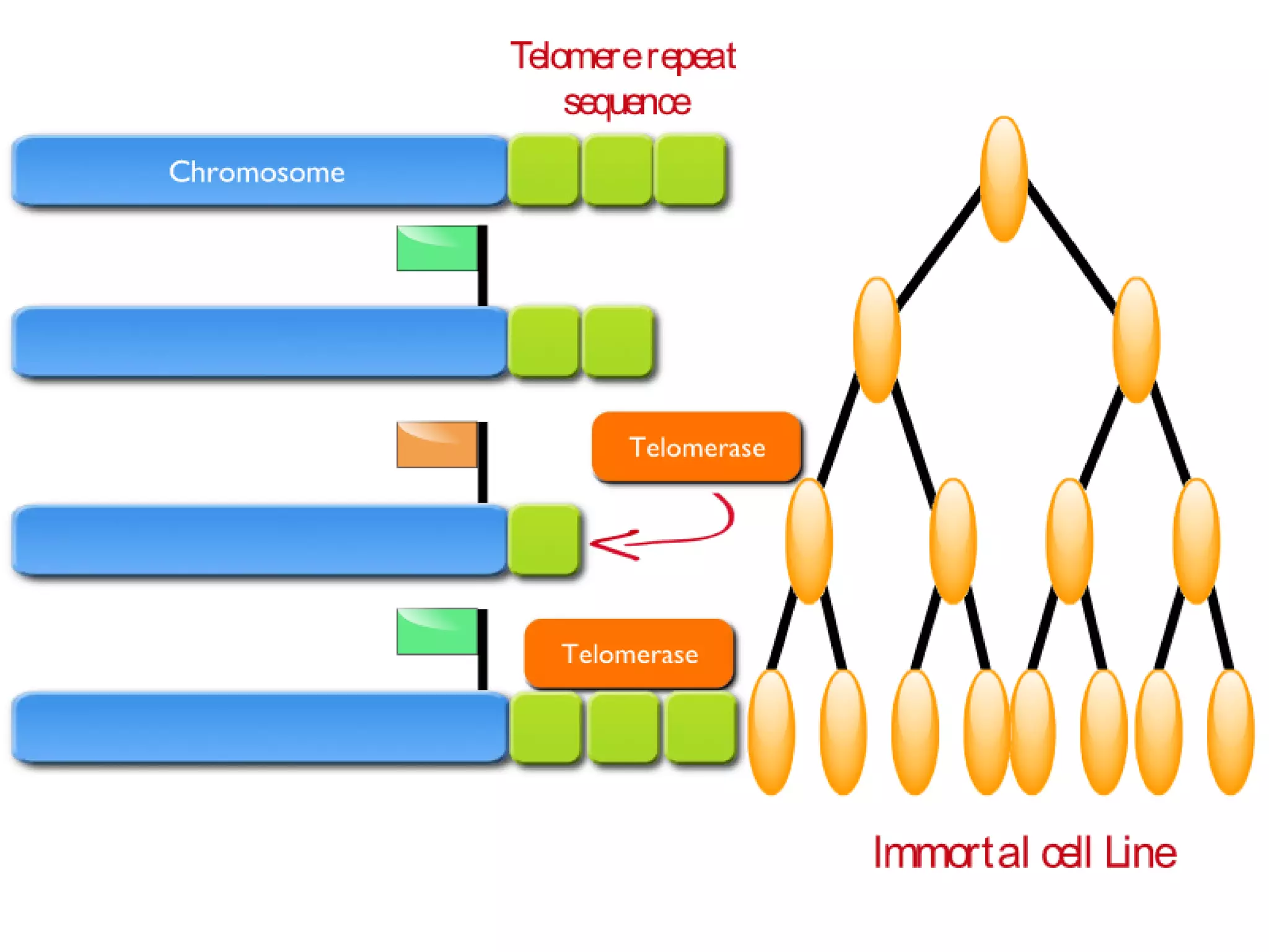 Cancer Biology