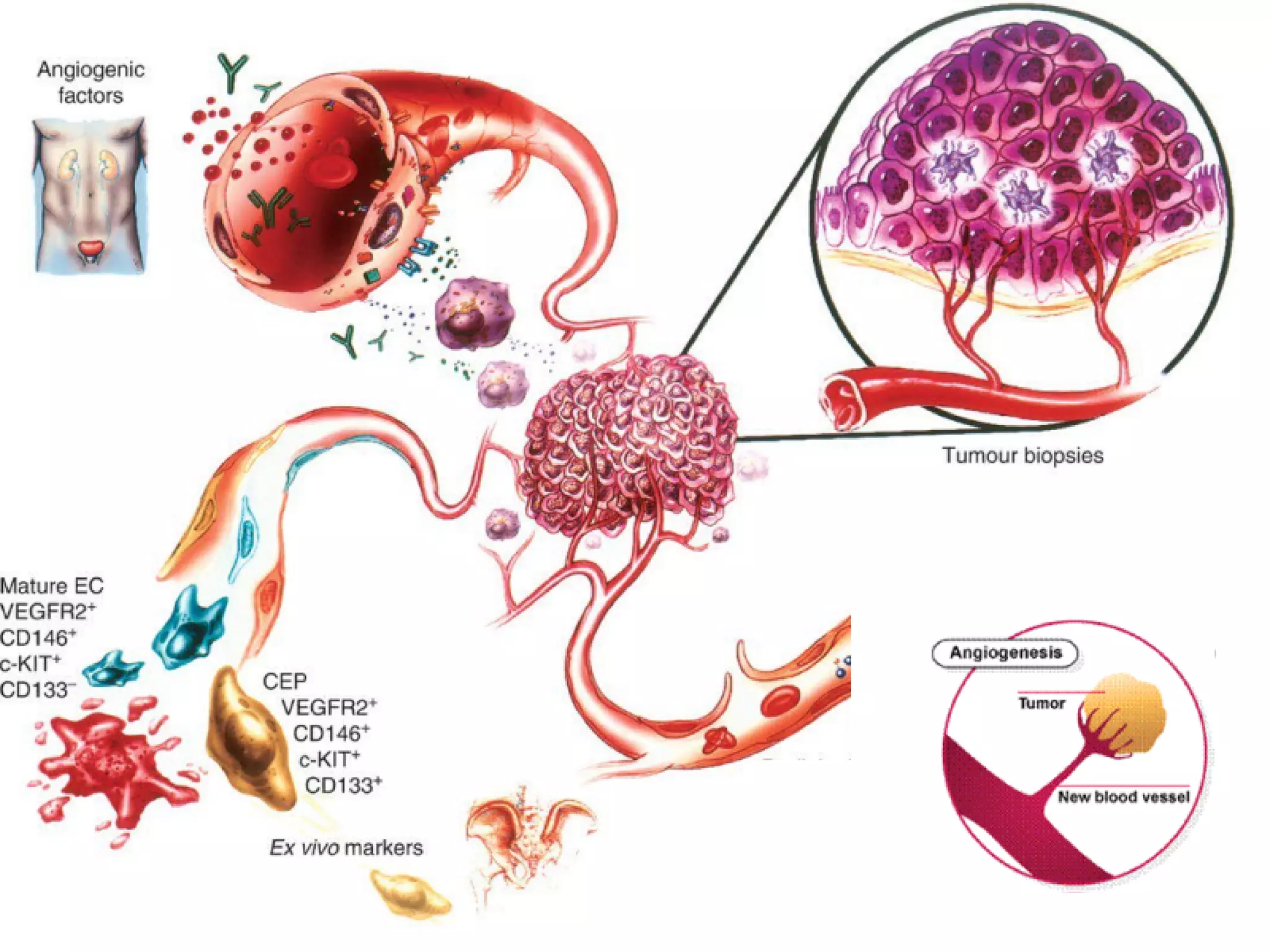Cancer Biology