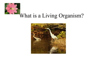 What is a Living Organism?  