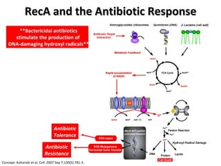 RecA and the Antibiotic Response Antibiotic Tolerance Antibiotic Resistance **Bactericidal antibiotics stimulate the production of  DNA-damaging hydroxyl radicals** Concept: Kohanski et al.  Cell . 2007 Sep 7;130(5):781-3.   