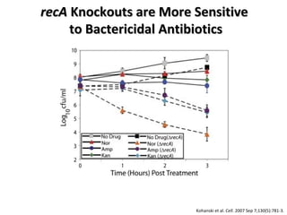 recA  Knockouts are More Sensitive  to Bactericidal Antibiotics Kohanski et al.  Cell . 2007 Sep 7;130(5):781-3.   