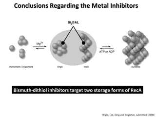 Conclusions Regarding the Metal Inhibitors Bismuth-dithiol inhibitors target two storage forms of RecA Wigle, Lee, Zeng and Singleton, submitted (2008) 