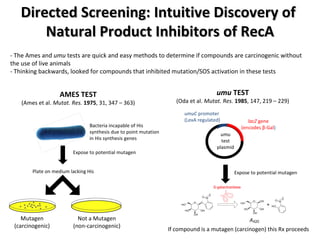 Directed Screening: Intuitive Discovery of  Natural Product Inhibitors of RecA - The Ames and  umu  tests are quick and easy methods to determine if compounds are carcinogenic without the use of live animals - Thinking backwards, looked for compounds that inhibited mutation/SOS activation in these tests AMES TEST (Ames et al.  Mutat. Res.  1975 , 31, 347 – 363) Bacteria incapable of His synthesis due to point mutation in His synthesis genes Expose to potential mutagen Plate on medium lacking His Mutagen (carcinogenic) Not a Mutagen (non-carcinogenic) umu  TEST (Oda et al.  Mutat. Res.  1985 , 147, 219 – 229) umuC  promoter (LexA regulated) lacZ  gene (encodes  β -Gal ) umu  test plasmid Expose to potential mutagen If compound is a mutagen (carcinogen) this Rx proceeds 