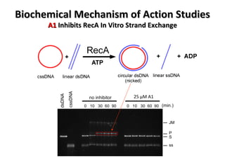 Biochemical Mechanism of Action Studies A1  Inhibits RecA In Vitro Strand Exchange 25  μ M A1  