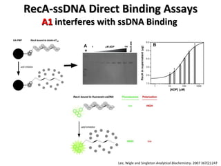 RecA-ssDNA Direct Binding Assays A1  interferes with ssDNA Binding  Lee, Wigle and Singleton  Analytical Biochemistry . 2007 367(2):247 
