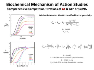 Biochemical Mechanism of Action Studies Comprehensive Competition Titrations of  A1  & ATP or ssDNA Michaelis-Menten Kinetics modified for cooperativity R = [RecA] S 0.5  ≈ K m R = [RecA] n   = DNA/RecA stoichiometry (nts/monomer) D = [DNA] in nts K d  = RecA-DNA binding dissociation constant 