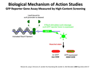 Biological Mechanism of Action Studies GFP Reporter Gene Assay Measured by High-Content Screening McCool JD, Long E, Petrosino JF, Sandler HA, Rosenberg SM, Sandler SJ.  Mol Microbiol .  2004  Sep;53(5):1343-57 