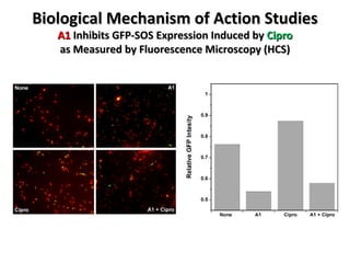 Biological Mechanism of Action Studies A1  Inhibits GFP-SOS Expression Induced by  Cipro as Measured by Fluorescence Microscopy (HCS) 