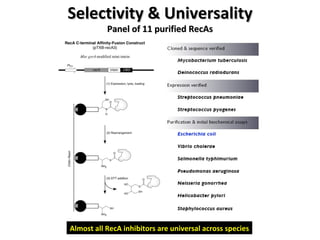 Selectivity & Universality Panel of 11 purified RecAs Almost all RecA inhibitors are universal across species 