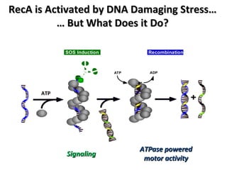 RecA is Activated by DNA Damaging Stress… … But What Does it Do? ATP Signaling ATPase powered motor activity 