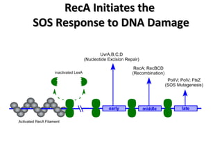 RecA Initiates the  SOS Response to DNA Damage 