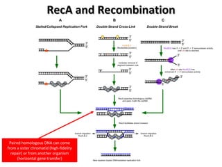 RecA and Recombination Paired homologous DNA can come from a sister chromatid (high-fidelity repair) or from another organism (horizontal gene transfer) 