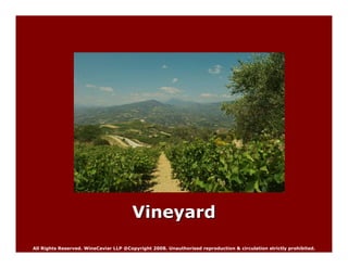 Wine Caviar Highlights For Wine Tasting