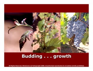 Wine Caviar Highlights For Wine Tasting