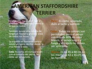 AMERICAN STAFFORDSHIRE TERRIER     Es un perro musculoso, ágil y elegante. Siempre está atento a lo que lo rodea.También posee una cabeza de longitud mediana-grande, vista de todos los lados.La espalda es bastante corta y existe un ligero declive desde la cruz hasta la cola.Cola: Es corta, en comparación con el tamaño del perro. No debe ser amputada.Pelo :Es corto, apretado, duro al tacto y lustrosoColor: Todos los colores son permitidos, pero el pelaje con más de 80% de color blanco, el pelaje negro y fuego y el hígado no deben ser valorados.Altura:Es de 46 a 48 cm en los machos y 43 a 46 cm en las hembras.