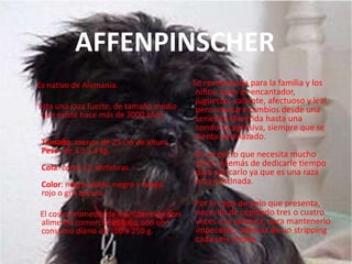 AFFENPINSCHER     Se recomienda para la familia y los niños, pues es encantador, juguetón, valiente, afectuoso y leal, pero muestra cambios desde una seriedad divertida hasta una conducta agresiva, siempre que se sienta amenazado.Es un perro que necesita mucho amor, además de dedicarle tiempo para educarlo ya que es una raza muy obstinada.       Por la capa de pelo que presenta, necesita de cepillado tres o cuatro veces a la semana, para mantenerlo impecable, además de un stripping cada seis meses.Es nativo de Alemania.     Esta una raza fuerte, de tamaño medio que existe hace más de 3000 años.Tamaño: menos de 25 cm de altura.Peso: de 3.5 a 4 kg.Cola: corta a 2 vértebras.Color: negro sólido, negro y fuego, rojo o gris oscuro.      El costo promedio de manutención con alimento comercial es bajo, con un consumo diario de 150 a 250 g. 