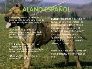 ALANO ESPAÑOLCOLOR: Predomina el barcino en todas sus variantes, incluso los grisáceos y azulados, lo mismo que aparece el encerado, el bermejo, el bayo, el barcino con manto carbonado y gris, e igualmente el blanco, siempre manchado de estos tonos en la cabeza, al menos.       También pueden darse perros con máscara negra, o bien carecer de ella.      El alano español es una raza de perro de gran tamaño autóctona de España, de orígenes muy antiguos.Es un perro de  guarda y de defensa, así como para guarda de ganado frente a cualquier tipo de depredador.ALTURA: Machos: 60 a 65 cm y Hembras: 56 a 61 cm.Con un mínimo de tolerancia hacia arriba, pero nunca hacia abajo.PESO: Machos: 38 a 45 Kg. y Hembras: 33 a 38 Kg.