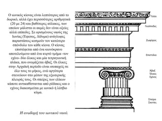 Ο ιωνικός κίονας είναι λεπτότερος από το
δωρικό, αλλά έχει περισσότερες αριθμητικά
(20 με 24) και βαθύτερες αύλακες, των
οποίων μάλιστα οι ακμές δεν είναι οξείες
αλλά επίπεδες. Σε ορισμένους ναούς της
Ιωνίας (Έφεσος, Δίδυμα) ανάγλυφες
παραστάσεις κοσμούν τον κατώτερο
σπόνδυλο του κάθε κίονα. Ο κίονας
επιστέφεται από ένα κιονόκρανο
αποτελούμενο από ένα κυρτό τμήμα -τον
εχίνο- δύο έλικες και μία τετραγωνική
πλάκα, που ονομάζεται άβαξ. Οι έλικες
στην Αρχαϊκή περίοδο είναι ισοπαχείς σε
όλο τους το μήκος, ενώ αργότερα
στενεύουν στο μέσον της εξωτερικής
πλευράς τους. Οι σπείρες των ελίκων
κάποτε αντικαθίστανται από ρόδακες και ο
εχίνος διακοσμείται με ιωνικό ή λέσβιο
κύμα.
Η ανωδομή του ιωνικού ναού.
 