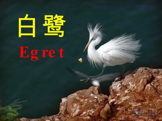 白鹭 Egret 