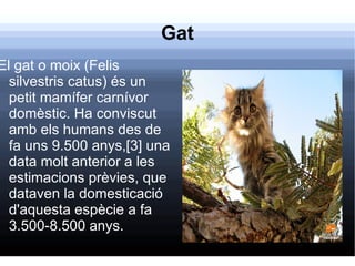 Gat El gat o moix (Felis silvestris catus) és un petit mamífer carnívor domèstic. Ha conviscut amb els humans des de fa uns 9.500 anys,[3] una data molt anterior a les estimacions prèvies, que dataven la domesticació d'aquesta espècie a fa 3.500-8.500 anys. 