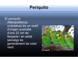 Periquito El periquito (Melopsittacus ondulatus) és un ocell d'origen australià d'uns 22 cm de llargada i en estat salvatge és generalment de color verd. 